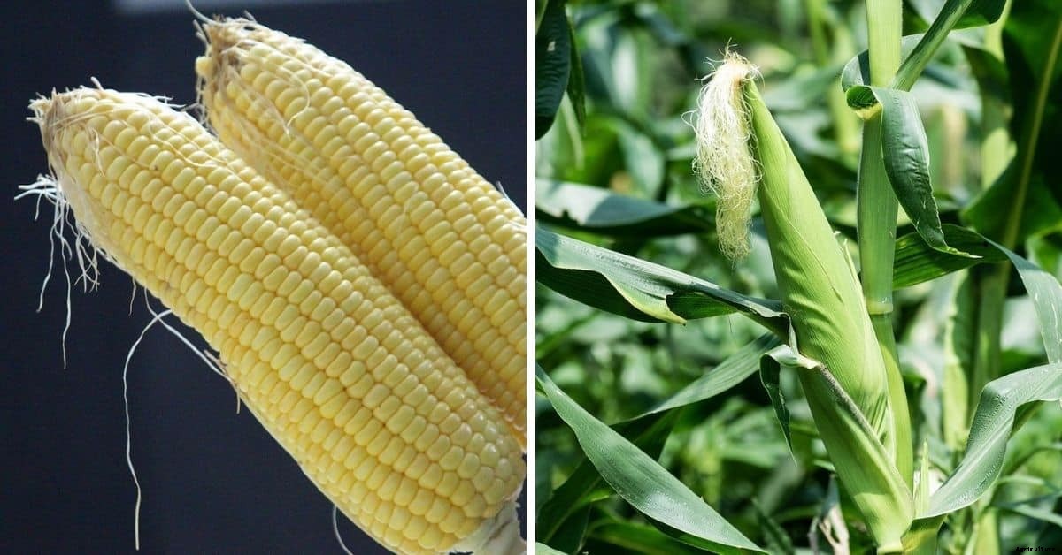 Corn vs. Maize, What’s the Difference?