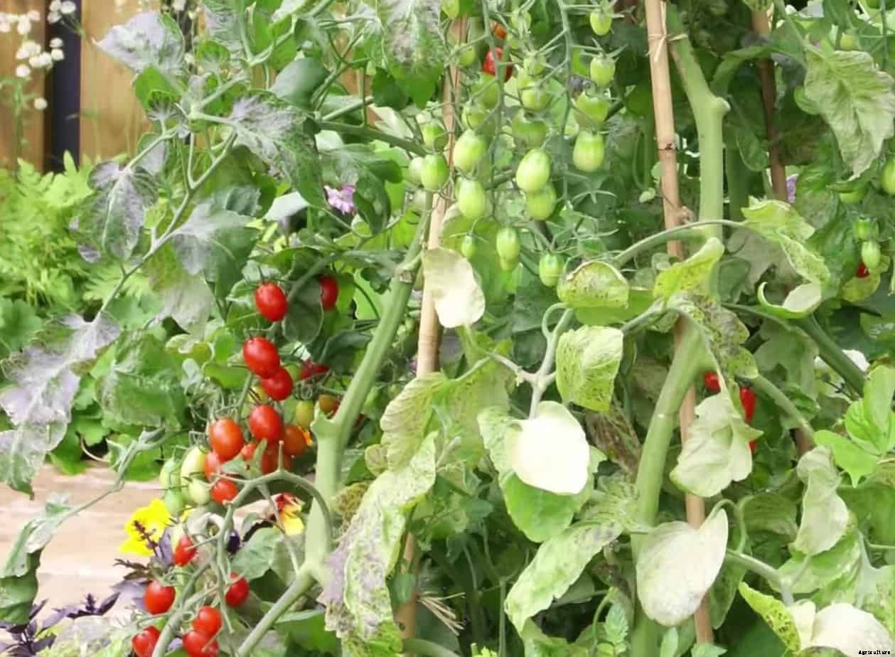 11 Vegetables You Can Grow Vertically in Small Spaces