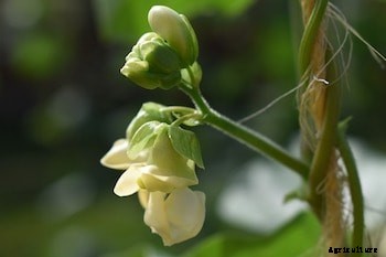 11 Vegetables You Can Grow Vertically in Small Spaces