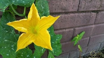 11 Vegetables You Can Grow Vertically in Small Spaces