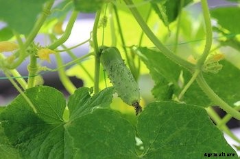11 Vegetables You Can Grow Vertically in Small Spaces