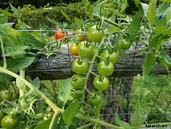 11 Vegetables You Can Grow Vertically in Small Spaces
