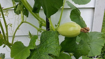 11 Vegetables You Can Grow Vertically in Small Spaces