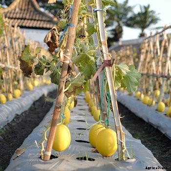 11 Vegetables You Can Grow Vertically in Small Spaces