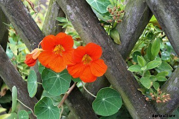 11 Vegetables You Can Grow Vertically in Small Spaces