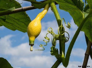 11 Vegetables You Can Grow Vertically in Small Spaces