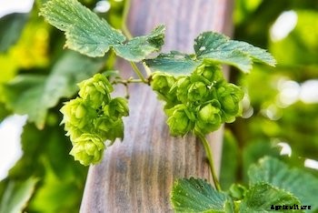 11 Vegetables You Can Grow Vertically in Small Spaces