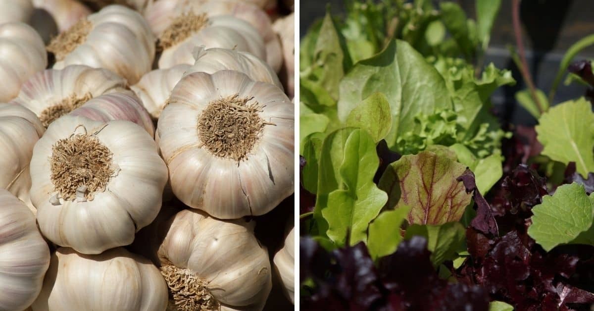 11 Vegetables that Grow in Shallow Containers