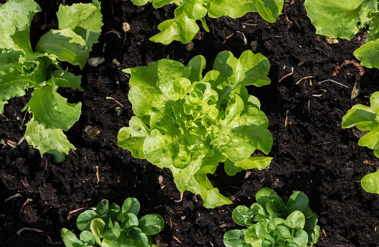 11 Vegetables that Grow in Shallow Containers