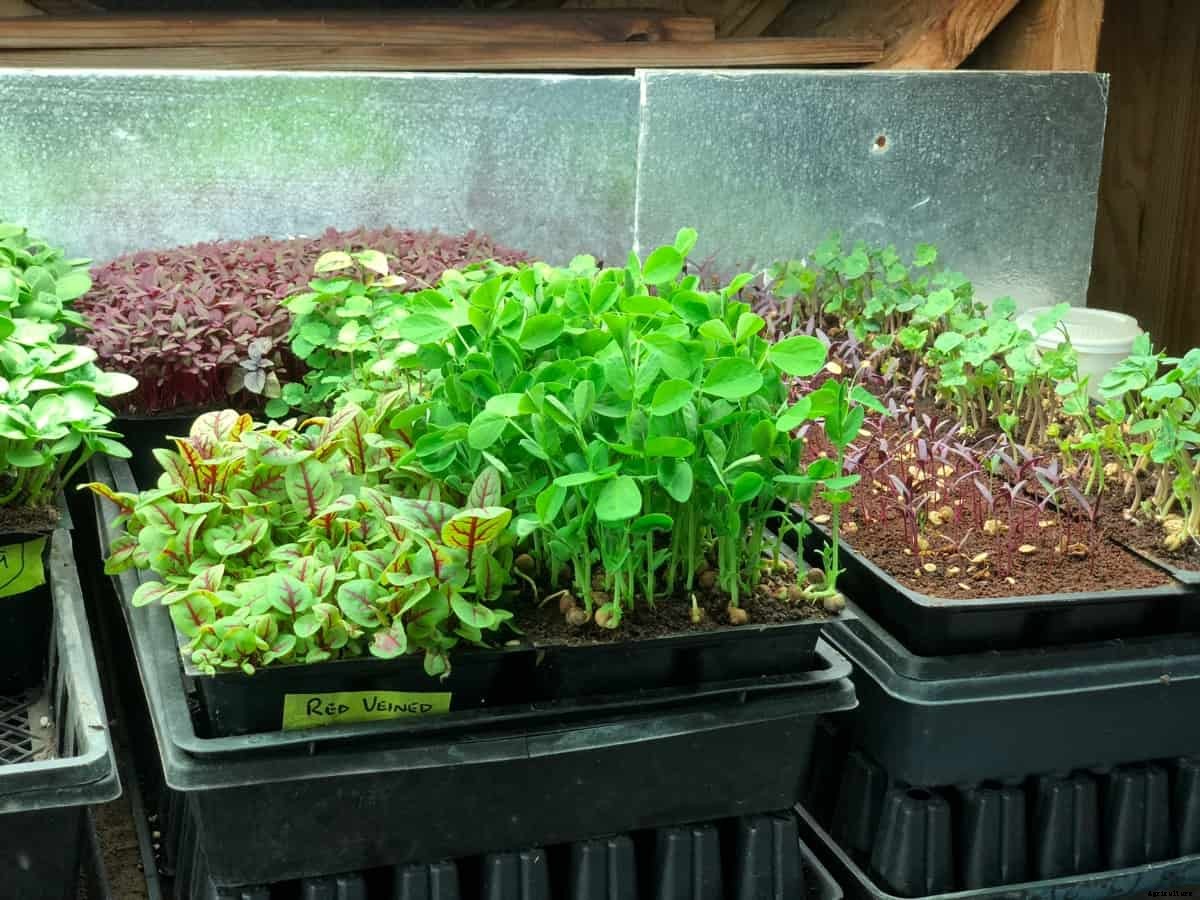 11 Vegetables that Grow in Shallow Containers