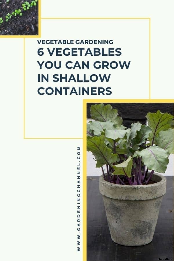 11 Vegetables that Grow in Shallow Containers