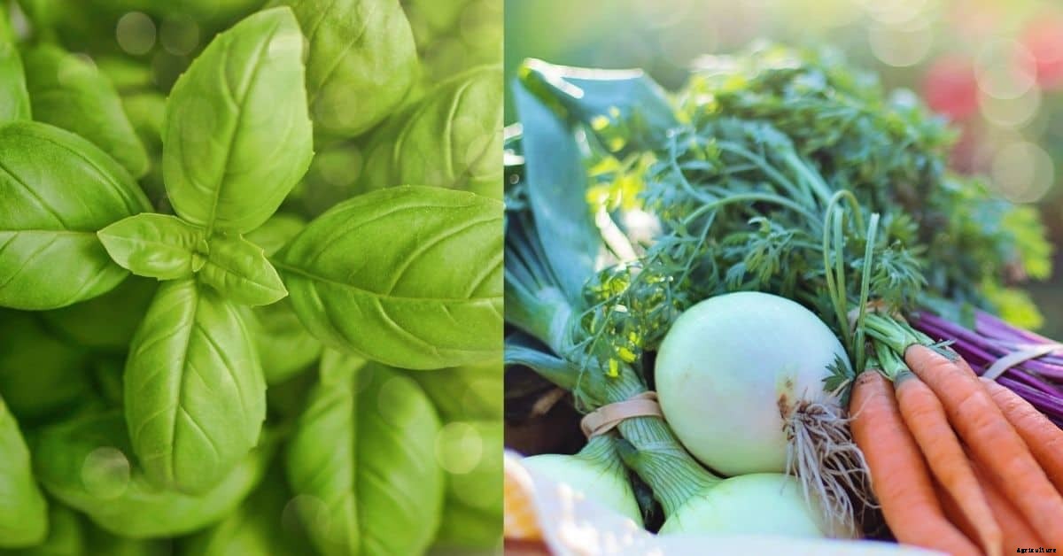 Herbs vs. Vegetables, Explained