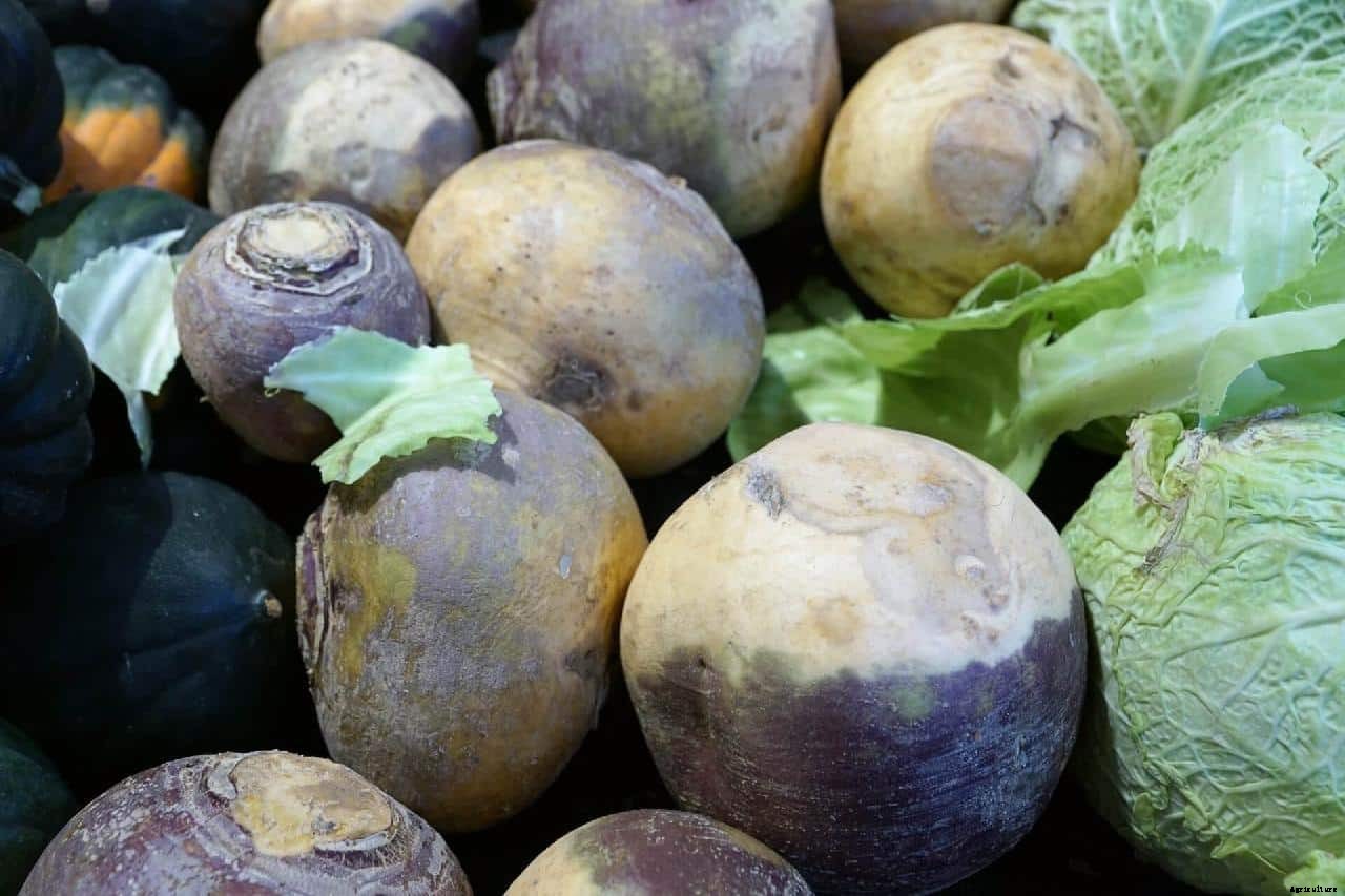 How to Grow Rutabaga (Brassica napus)