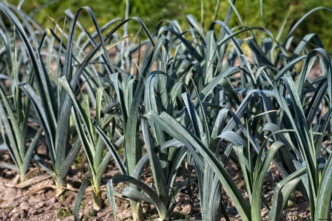 How to Grow Leeks (Allium ampeloprasum var. porrum)