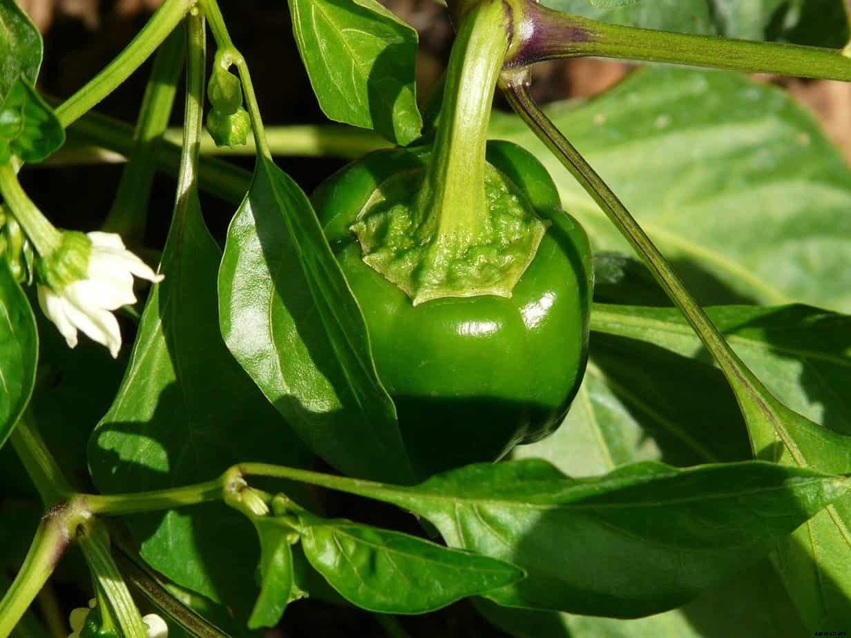How to Grow Bell Peppers (Capsicum annuum)