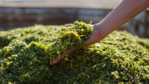 Silage – the best economical alternate while scarcity of green fodder is evitable