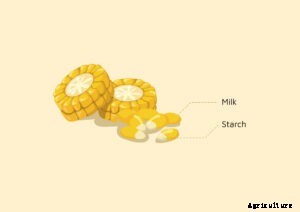 Silage – the best economical alternate while scarcity of green fodder is evitable