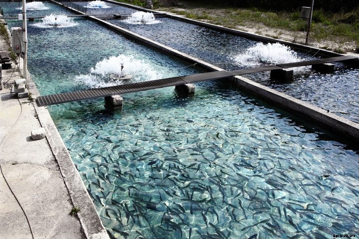 Fish Farming: Are Land-Based Aquaculture Operations the Future?
