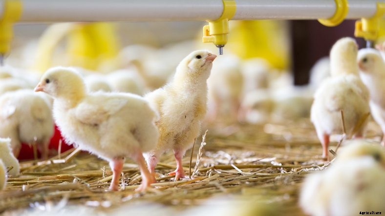 3 Issues that Affected the Poultry Industry in 2017 (& Thoughts on 2018)