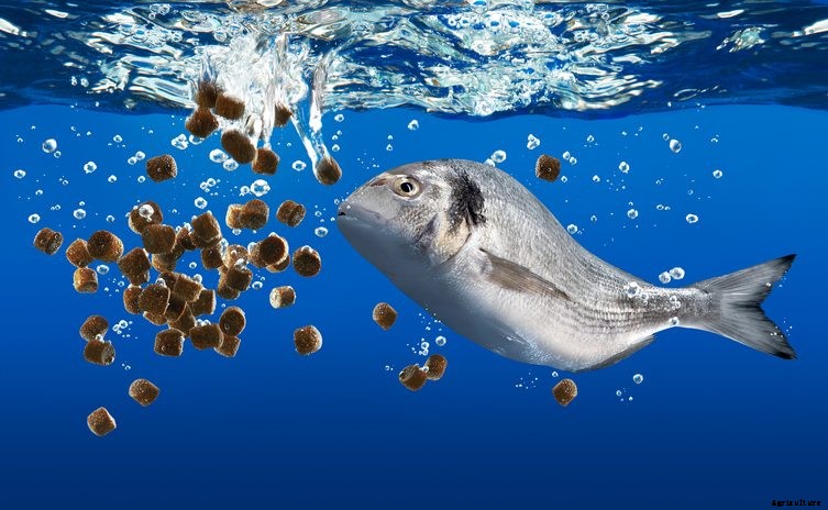 Is Fishmeal On It’s Way Out In the Aquaculture Industry?