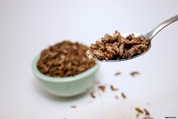Insect Protein Could Revolutionize Livestock Feed