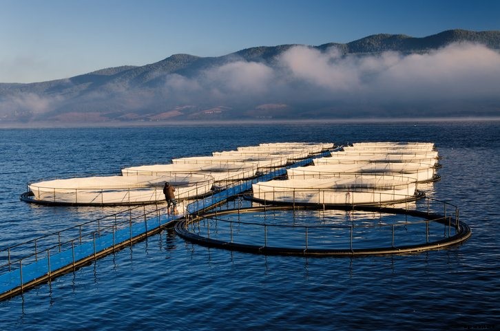 Fish Farming Offers Benefits for Feed Manufacturers and Aquaculture Producers