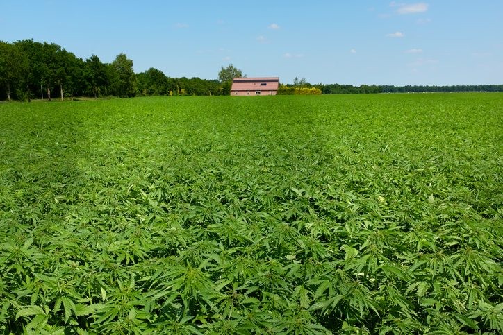 Hemp Fed Livestock: A Highly Controversial Decision?