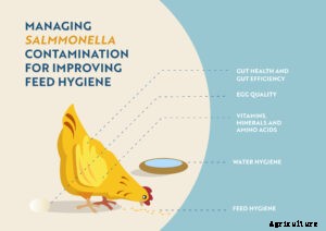 Managing Salmonella contamination for  improving feed hygiene