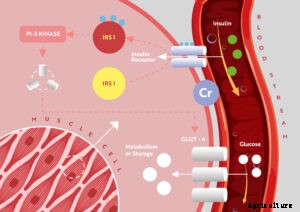 Effect of Chromium on heat stress and immune modulation in poultry birds