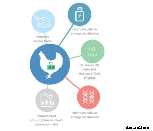 Effect of Chromium on heat stress and immune modulation in poultry birds