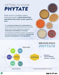 Reducing the negative impacts of Phytate in feed