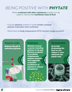 Reducing the negative impacts of Phytate in feed
