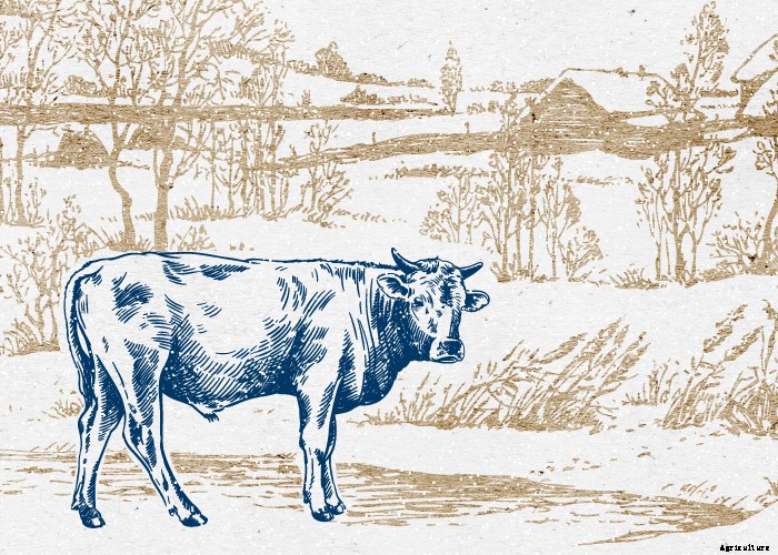 Keeping Your Livestock Safe in Winter Weather