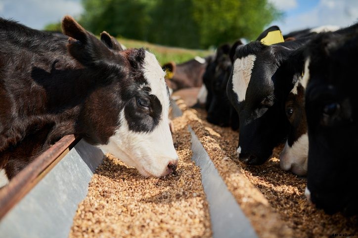 How to Eliminate Livestock Health Risks with Mycotoxin Binders