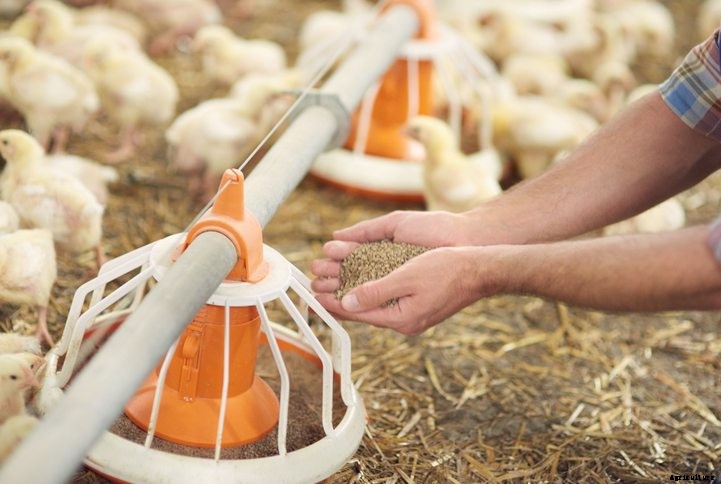 Poultry Feed Nutrition: How to Boost Feed Efficiency and Profitability