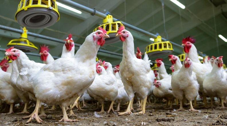 How to Fight Common Poultry Health Problems with Feed Additives