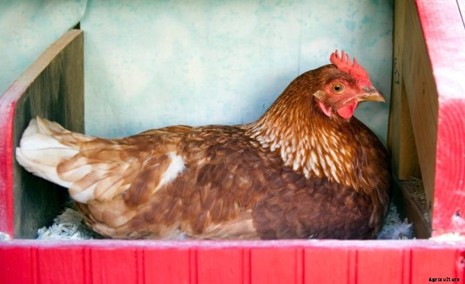4 Tips for How to Transport Chickens and Minimize the Chances of Poultry Stress
