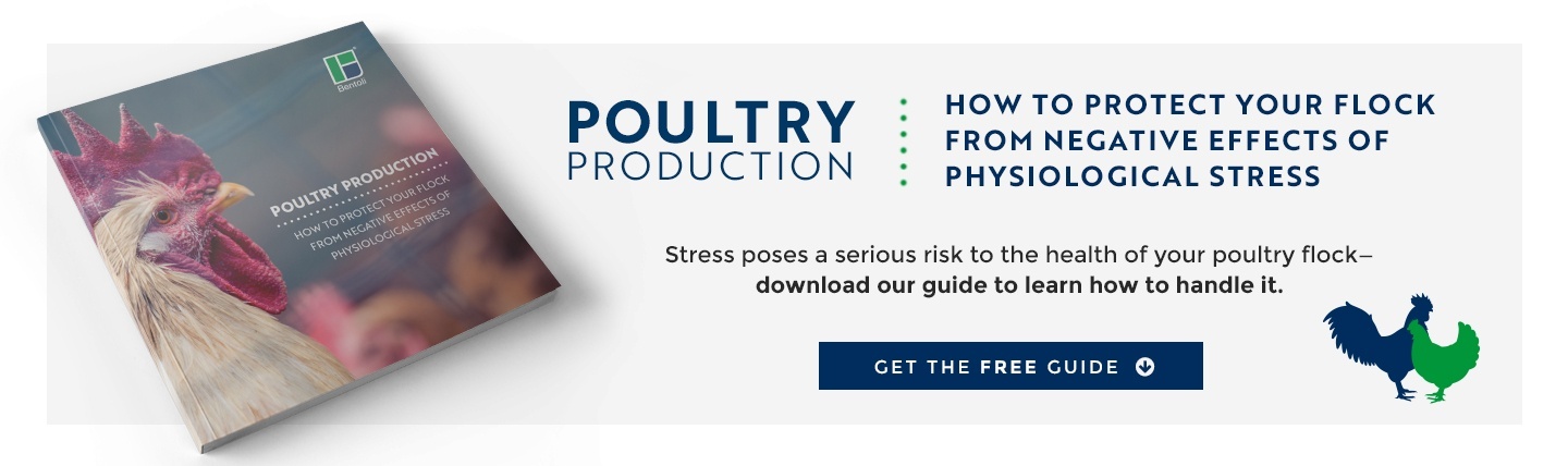 4 Tips for How to Transport Chickens and Minimize the Chances of Poultry Stress