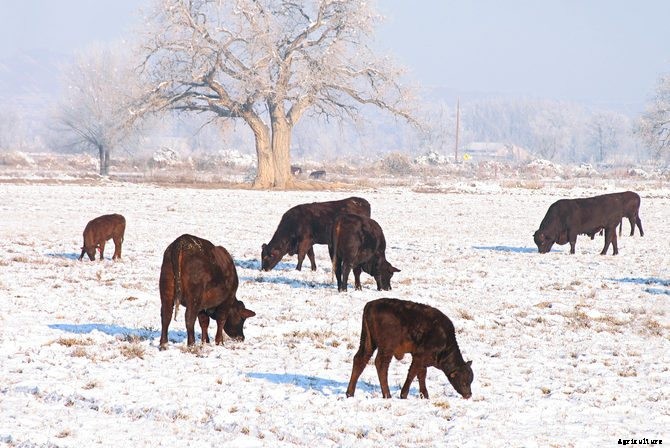 3 Ways to Protect Your Texas Livestock and Ranch This Winter