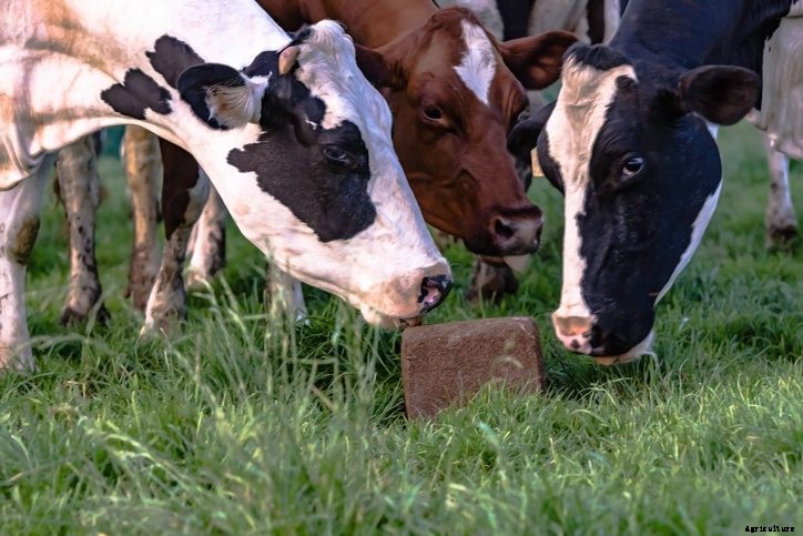 4 Essential Animal Supplements that Boost Productivity