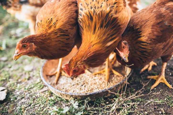 Managing Symptoms of Poultry Stress in Broiler Chickens