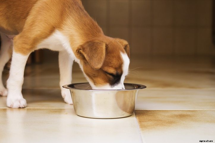 Digestive Enzymes for Dogs: Improving the Health of Man’s Best Friend
