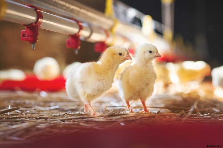 6 Common Chicken Problems You Can Eliminate with Quality Nutrients