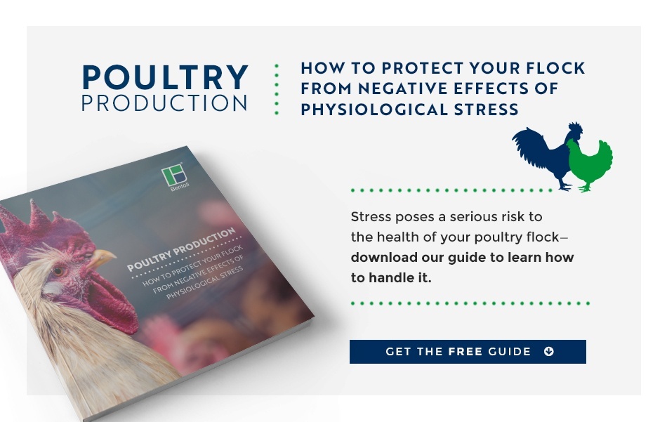 6 Common Chicken Problems You Can Eliminate with Quality Nutrients