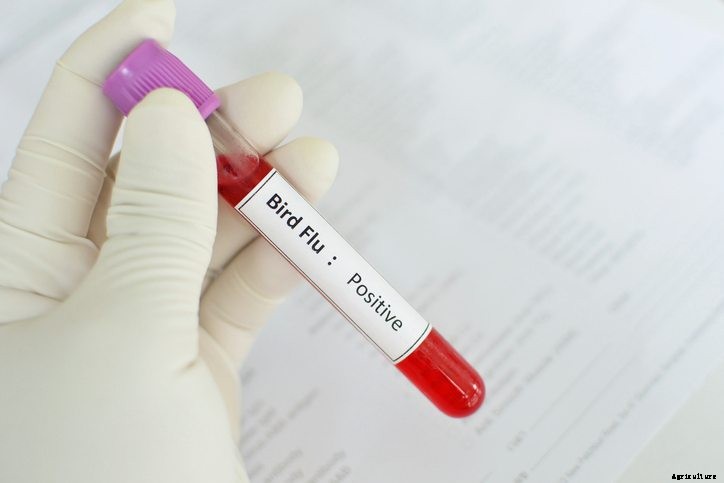 How to Identify Bird Flu Symptoms in Chickens