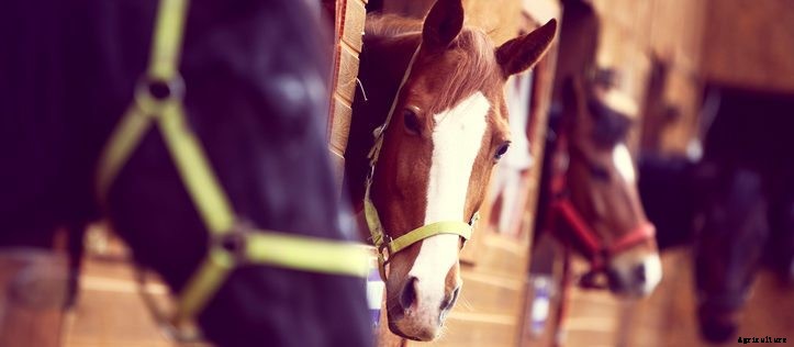 Improving Equine Health with High-Quality Horse Supplements