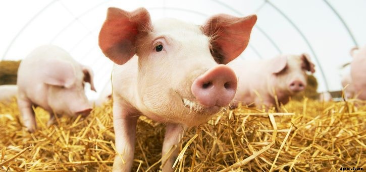 Mold Inhibitors: The Health of Your Swine Depends on Them