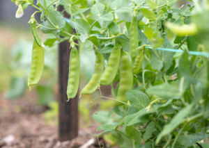 Chinese Snow Peas: Essential Tips for Garden Growing