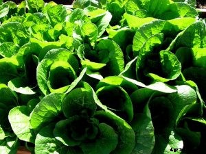 Napa Cabbage | What You Need to Know – Growing Guide