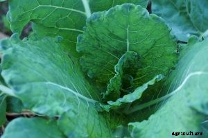 Napa Cabbage | What You Need to Know – Growing Guide